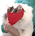 cat muzzle