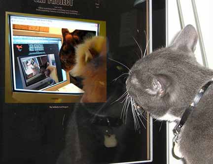 Torin the cat