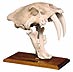 saber tooth skull