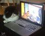 Hello Kitty the cat