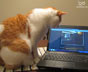 Bennie the cat
