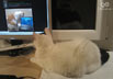 Moritz the cat