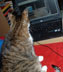 Moty the cat