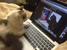 Starla the cat