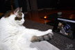 Phoebe the cat