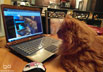 Sparta the cat