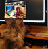 Biggles the cat