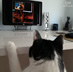 Biggles the cat