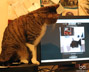 Shoola the cat