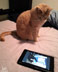 Fukutu the cat.