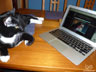 Bailey the cat.