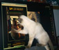 Mei-Lien the cat