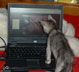 Sasha Wolfie the cat.