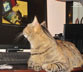 Happy Rampy the cat.