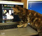 Arya the cat.