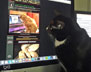 Gibbs the cat.
