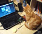 Chess the cat