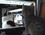 Sammy the cat