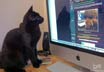 Sable the cat