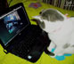 Ciko the cat