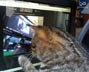 Tiger the cat