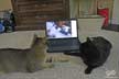 Max & Champ the cats