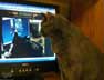 Boomerang the cat