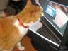 Skeezix the cat