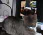 Lucky the cat