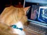 Sam the cat