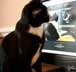 Badger the cat