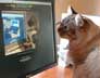 Pincho the cat