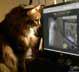 Pollux the cat