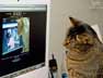 Nibbler the cat