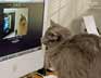 Puffy the cat