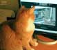 Gustav the cat