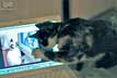 Remi the cat