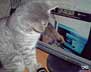 Chloe the cat