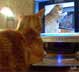 Tigger the cat