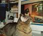 Wendy the cat