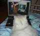 Kasper the cat