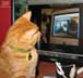 Pumpkin the cat