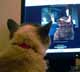 Samantha the cat