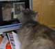 Cesarina the cat