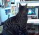 Bean the cat