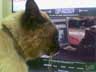 Taltol the cat