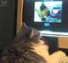 Rhea the cat