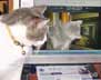 Nahoom the cat