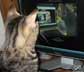 Loki the cat
