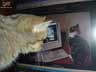 Berluti the cat